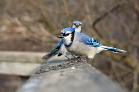 Blue-jay Two On Boardwalk Rail With Seedsの写真素材