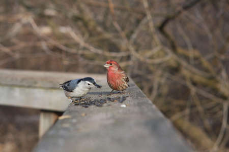 House Finch Male On Boardwalk In Sunの写真素材
