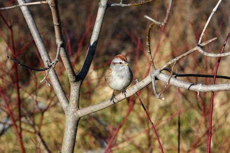 Tree Sparrow Perched In Treeの写真素材