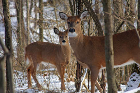 White-tail Deer Doe Standing With Young In Backgroundの写真素材
