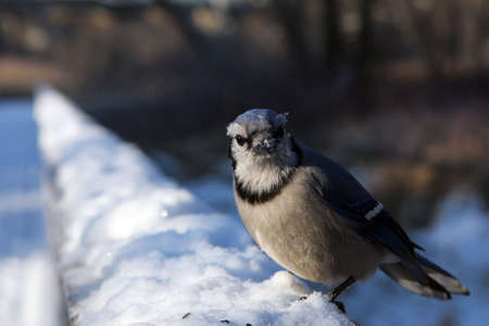 Blue-jay Close-up In Snow In Morning Sun