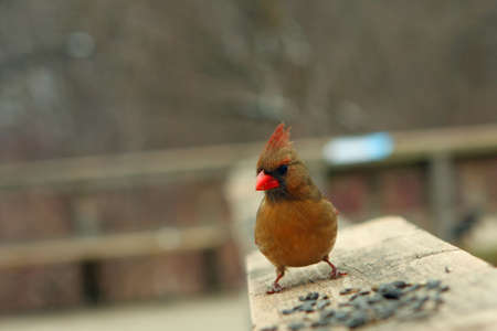 Cardinal Female On Rail In Winterの写真素材