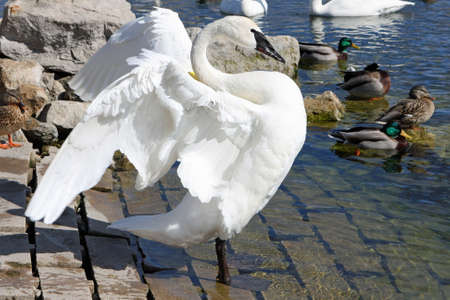 Trumpeter Swan Displaying In Afternoon Sunの写真素材