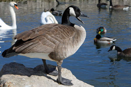 Canada Gooseの写真素材