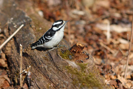 Downy Woodpecker Female On Dead Log On Forest Floorの写真素材