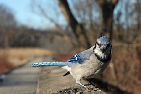 Bluejay On Rail In Afternoon Sun Close-upの写真素材