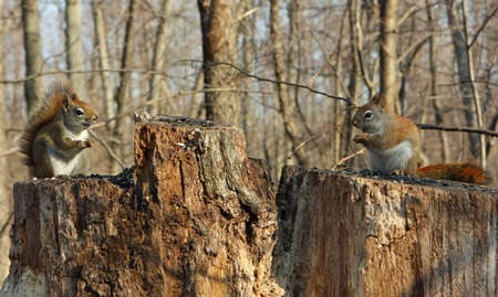 Red Squirrels On Stump In Morning Sunの写真素材