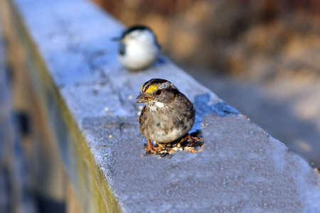 White- throated Sparrow On Frosty Railの写真素材