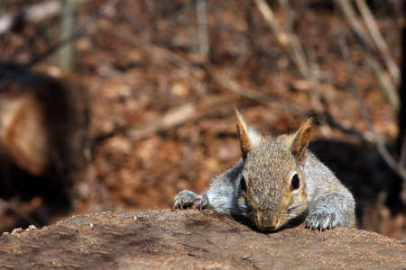 Gray Squirrel In Morning Sun