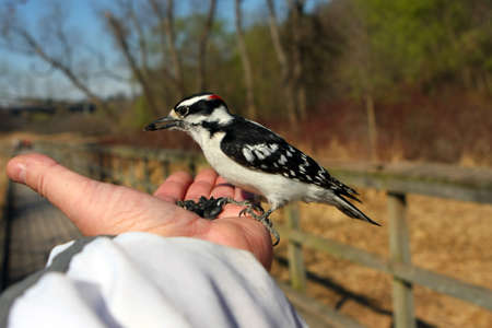 Downy Woodpecker Male Taking Seedの写真素材
