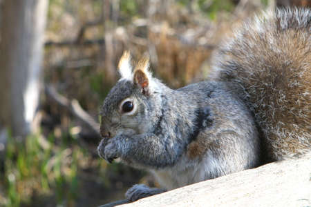 Gray Squirrel On Boardwalk Eating Seedsの写真素材