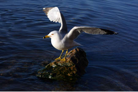 Ring-billed Gull Standing On Rock In Morning Sunの写真素材