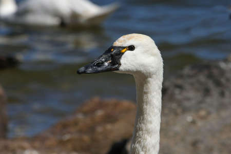 Tundra Swan close-up Head Shotの写真素材