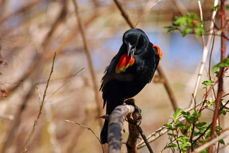 Red-winged Blackbird Male Perched On Branchの写真素材