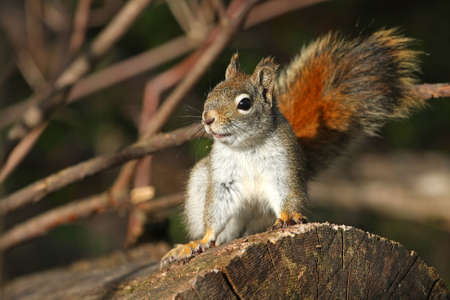 Red Squirrel In Alert Mode In Morning Sunの写真素材