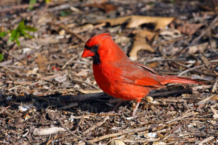 Cardinal Male On Ground In Morning Sunの写真素材