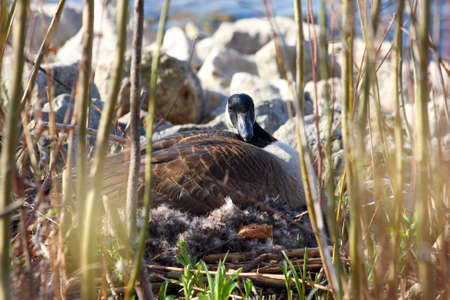 Canada Goose On Nestの写真素材