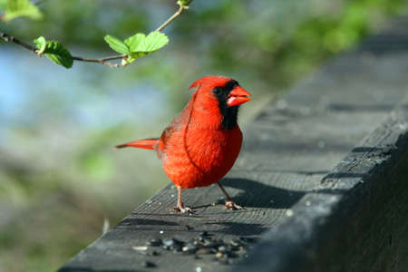 Cardinal Male On Rail In Morning Sunの写真素材