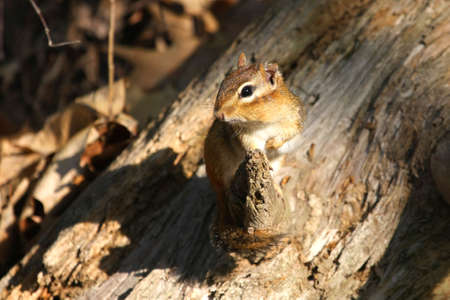 Chipmunk On Stump In Morning Sun Foot Upの写真素材