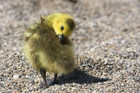 Canada Goose Gosling Preeningの写真素材