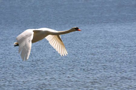 Mute Swan In Flight Over Waterの写真素材