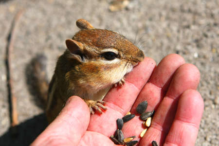 Chipmunk Looking At Seeds In Hand
