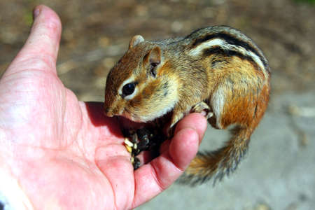Chipmunk Feeding Sitting In Handの写真素材