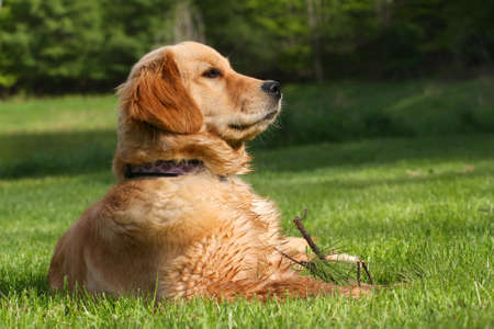 Golden Retriever Laying In Grass Profileの写真素材