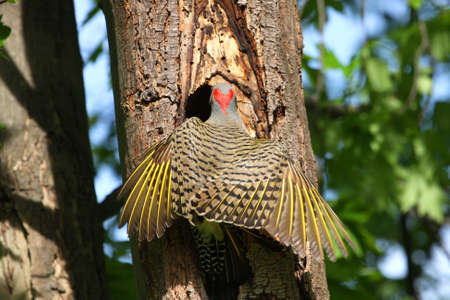 Northern Flicker Landing On Nest Holeの写真素材