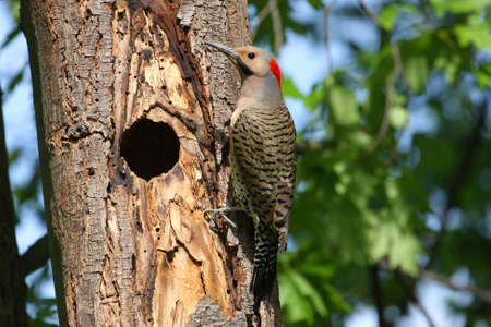 Northern Flicker Male (yellow shafted) On Side Of Treeの写真素材