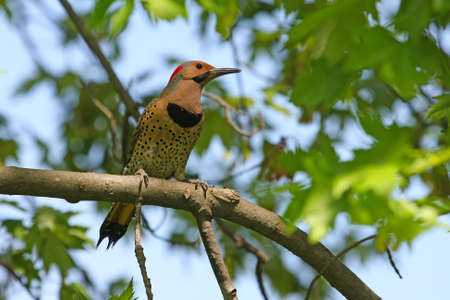 Northern Flicker Male (yellow shafted) Perched In Treeの写真素材