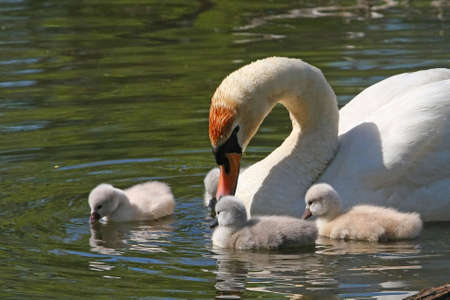 Mute Swan & Cygnetsの写真素材