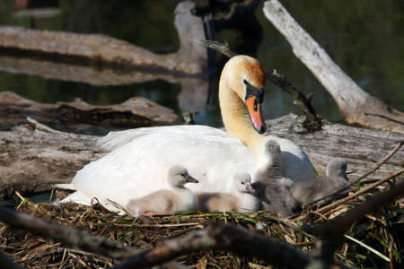 Mute Swan & Cygnets On Nestの写真素材
