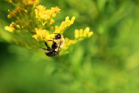 Bumble Bee On Golden Rod Flowerの写真素材