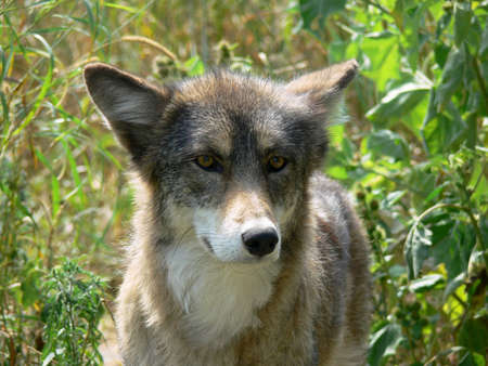 Coyoteの写真素材