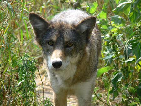 Coyoteの写真素材