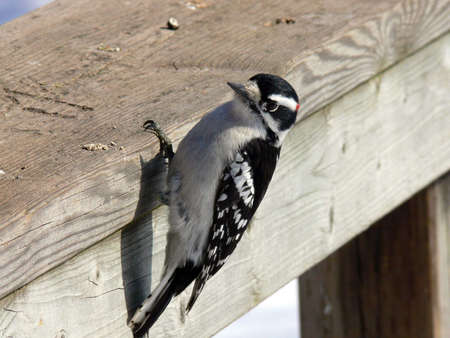 Downy Woodpeker Male With One Legの写真素材