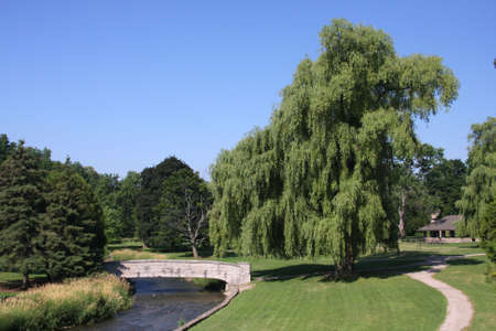 Large Weeping Willow Tree In Townl Parkの写真素材