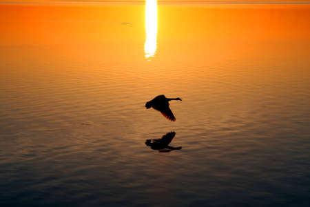 Sunrise On The Bay With Birdの写真素材