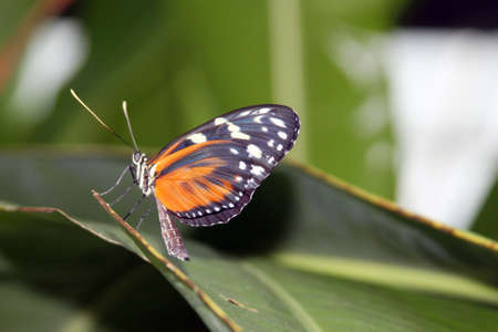 Tiger Longwing Butterflyの写真素材