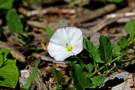 Hedge Bindweed Flower - Convolvulus sepiumの写真素材
