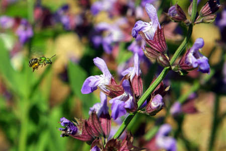 Metallic Green Bee - Agapostemon texanusの写真素材