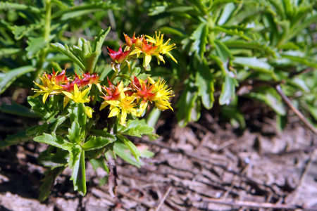 Mossy Stonecrop Flower - Sedum acreの写真素材