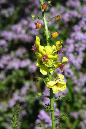 Moth Mullein Flower Verbascum blattariaの写真素材