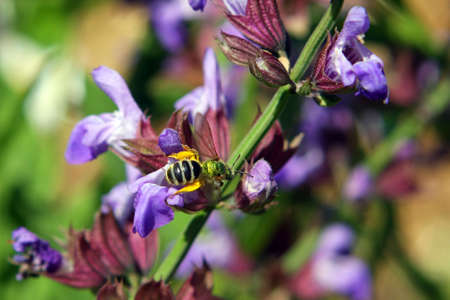 Purple Flower With Metallic Green Beeの写真素材