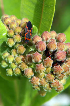 Large Milkweed Bug - Oncopeltus fasciatusの写真素材