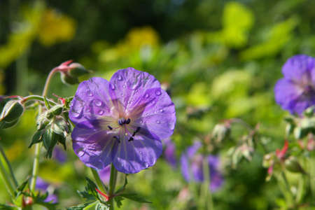 Wild Geranium- Geranium maculatumの写真素材
