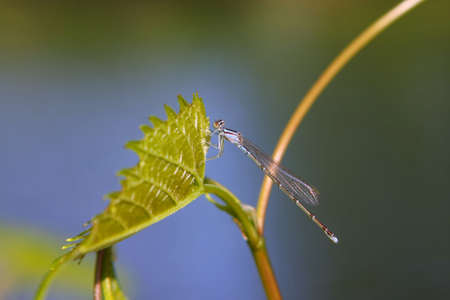 Familiar Bluet Damselfly