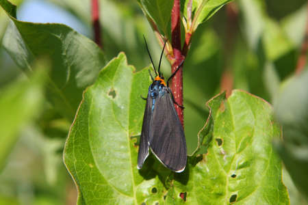 Yellow-collared Scape Moth - Cisseps fulvicollis