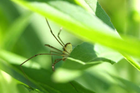 Harvestmen - Opiliones View From Below